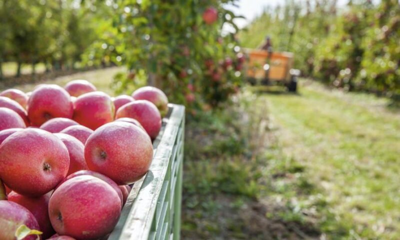 Manzana Pink Lady (kilo) - Imagen 2