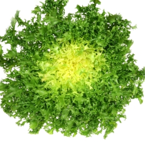 2713254 - leaf vegetable - green endive (cichorium endivia)