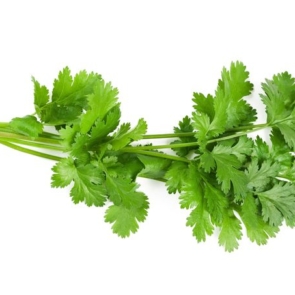 21260627 - coriander bunch isolated on white