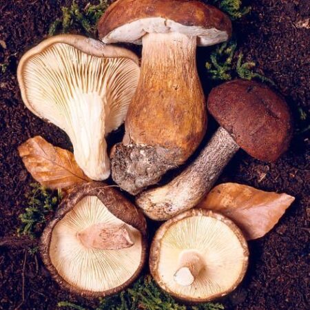 Setas y Hongos de Soria