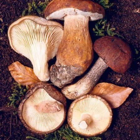 Boletus, Setas y más