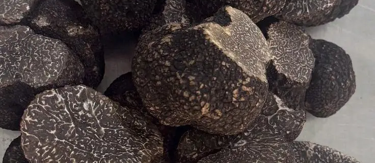 Trufa-Negra Trufa-Negra